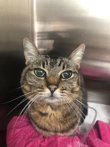 Centro Veterinário Pet Care - Pacaembu