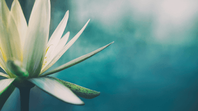 Psicóloga Daniela Borges | Neuropsicóloga | Escritora | Orientadora Familiar - foto 4