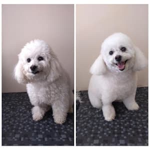 Vet União: Clínica Veterinária na Vila Mariana