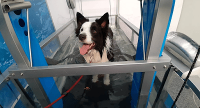 Fisio Care Pet Moema - Fisioterapia, Ortopedia, Neurologia, Ozonioterapia e Acupuntura Veterinária