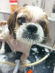 Ame Pet Shop Cães & Gatos