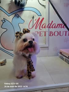 PET SHOP MADAME LOLITA PET BOUTIQUE em Tatuapé
