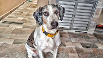 O Cãoselheiro em Santo Amaro