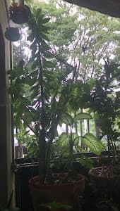 Consultório de Psicologia Carla Rocha - foto 2