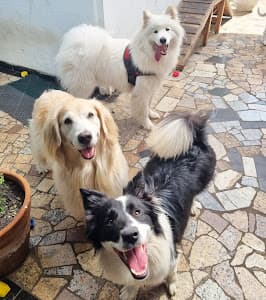 Clínica Veterinária - Amor Amigo em Tatuapé